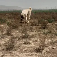 سگ‌نر