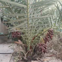 فروش نخل خرمای لوکس مجول حدود ۵ ساله، بارده