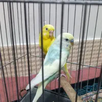 یک جفت مرغ عشق