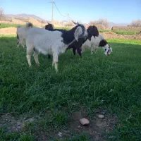 بز اسرائیلی‌