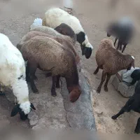 فروش بره نر یک‌ساله (پای پروار)
