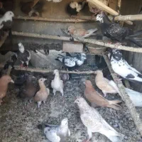 کبوتر جوجه