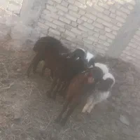 بره نر و ماده