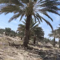 توختک بری نخل و انجام تمامی کارهای نخل شما