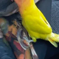 طوطی برزیلی ماده