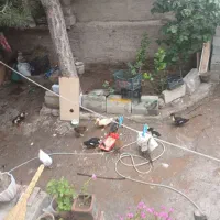 فروش اردک