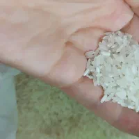 برنج ایرانی دانه بلند