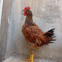 مرغ خروس درجه یک