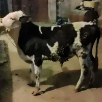 سیمینتال درجه یک