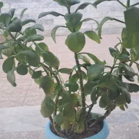 گل طبیعی|گل و گیاه طبیعی|دورود, |دیوار