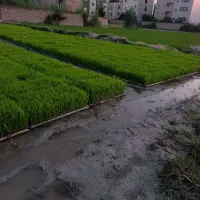 طارم بینام