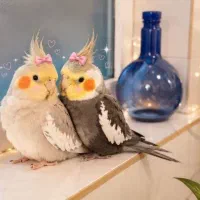 طوطی