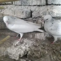 کبوتر پرشی