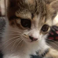 واگذاری بچه گربه دو ماهه