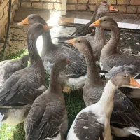 قوغاز