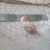 فنچ الیزا فروش عمده
