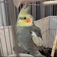 یک جفت عروس هلندی مولد