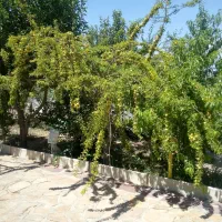 فروش-باغ-ویلا-یا-معاوضه-با-خودرو