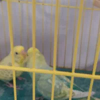 فروش مرغ عشق