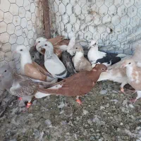 جوجه رنگه خوشگل