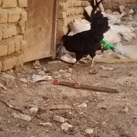 خروس گلین سیاه اصل