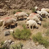 میش بی بره