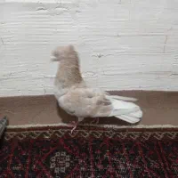 کبوتر|پرنده|سبزوار, شرق کال عیدگاه|دیوار