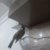 جوجه قناری