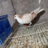 ماده ساده ذات هفت‌رنگ