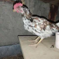 نیمچه خروس گلین