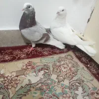 نروماده ماده طلا