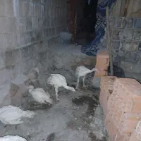 بوقلمون  بیوتی