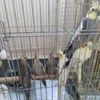 عروس‌هلندی