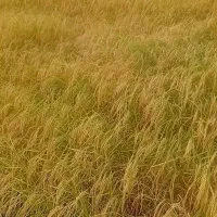 زمین کشاورزی