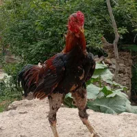 خروس لاری