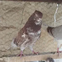 سه عدد کبوتر نر