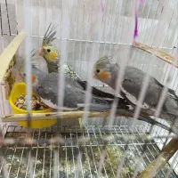 مرغ عشق و عروس هلندی
