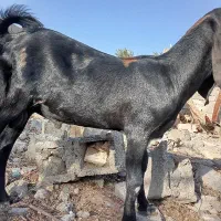 کره پلنگی