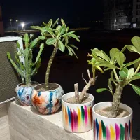 فروش  گلدانهای زینتی تراس