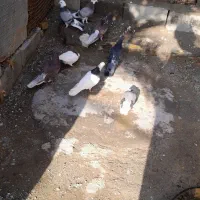 کفتر طوقی،شازده پرشی،سرخ پرشی