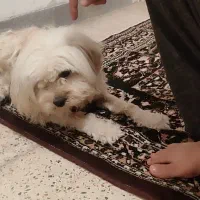 سـگ|سگ|دهدشت, |دیوار