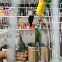 پخش دان و پرنده سرای آبی