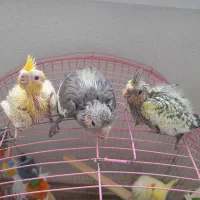 سه عدد عروس هلندی سرلاکی