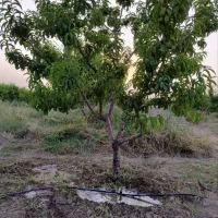 زمین ۶۰۰ متریدر هشتگرد/تنکمان با آب کشاورزی