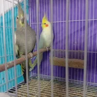 عروس هلندی مخصوص جوجه کشی و تکثیر