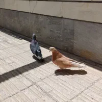 کبوتر