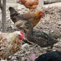 مرغ