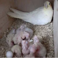 معاوظه با فنچ نرگسی