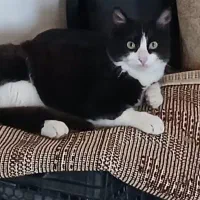 گربه نر یکساله تاکسیدو در رویان