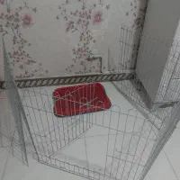 لوازم سگ